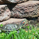 Illustration for article titled Turtle Toiletry